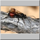 Cryptinae spp - Schlupfwespe w79c 8-9mm fdet02.jpg